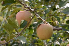 [인터뷰] 장성 웰빙나눔농원 김현민 “쉽지 않아… 신중한 작물 선택 중요”