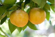 [지역명물] 신의 선물이라 불리는 배… 나주배 맛‧ 과즙 느끼러 떠나볼까