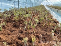 춘천 땅두릅 출하량 껑충… 올해 11톤 예정