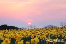 봄의 섬 선도… 섬 수선화 축제 개막한다