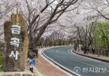 강진군, 금곡사 벚꽃 삼십리길 축제 개최