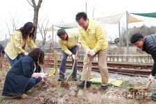 의왕시, 왕송호수공원 산책로 자산홍 4800주 심어