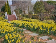 부안 변산면 모장마을, 노란 수선화 만개 활짝