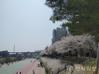 [포토] 벚꽃 물든 의정부 중랑천 벚꽃길
