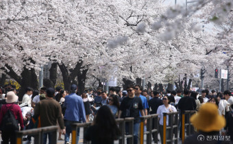 [포토] 주말에 인파 붐비는 여의도 벚꽃길