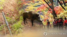 서울 노원구 멧돼지 출몰… 수락산 둘레길 이용 자제 요청