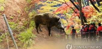 서울 노원구 멧돼지 출몰… 수락산 둘레길 이용 자제 요청