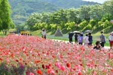 장성 황룡강 봄꽃 축제 100억 송이 계절 꽃 감상하세요