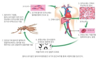인천시, 올해 첫 말라리아 경보 발령…계양구·연수구 발생