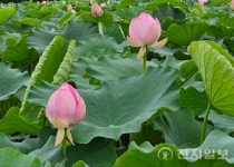 [포토] 왕송호수 연꽃단지