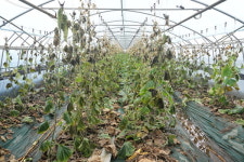 박상돈 천안시장, 폭우피해 현장 찾아… 신속한 복구 주문