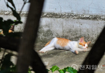 [세계고양이의 날] 무더위에 지친 길고양이