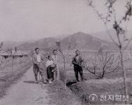 [지역축제] 이천장호원햇사레복숭아축제, 풍부한 과즙·달콤한 향 이천햇사레복숭아 향연으로 초대