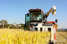 [지역축제] 가을의 풍년 잔치 풍성하게 함께 즐긴다… 이천시 쌀문화축제 18일 개막