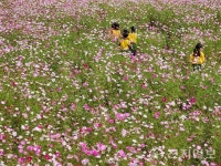 [포토종합] 대전 장동, 코스모스 물결 속 뛰노는 아이들