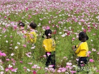 [포토종합] 대전 장동, 코스모스 물결 속 뛰노는 아이들
