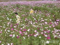 [포토종합] 대전 장동, 코스모스 물결 속 뛰노는 아이들