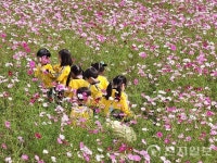[포토종합] 대전 장동, 코스모스 물결 속 뛰노는 아이들