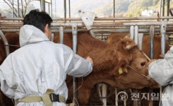 김천 한우농장서 첫 럼피스킨병 확진