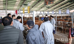 진주시 럼피스킨 방역 안정세… 가축시장 활기 찾아