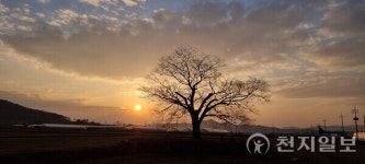 [포토] 전남 화순군 도곡면, 새해 사랑나무 일몰
