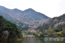 담양군, 제1회 금성면 고비산 산벚꽃축제 열린다