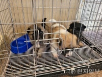 남원시, 유기동물 입양 시 최대 15만원 지원