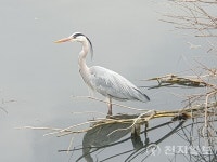 [포토] 대전 유등천, 언제나 도도한 왜가리