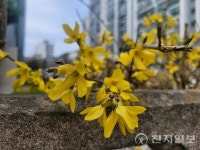 [포토] 시멘트 담장 사이 노란 개나리꽃