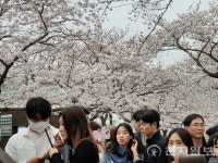 [포토] 진해군항제 여좌천로 차없는 거리 주변 풍경