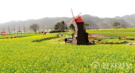 남지읍 황금빛 물결, 창녕낙동강유채축제
