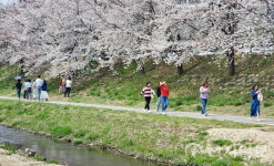[포토] 활짝 핀 벚꽃 구경나온 천안시민들