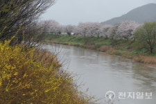 [포토] 담양 봉산면 봉안교 천변 거리 벚꽃
