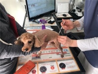 광명시, 동물병원 16개소서 광견병 예방백신 접종