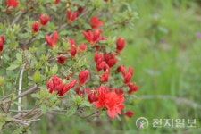 [포토] 도로변 물들이는 붉은 철쭉