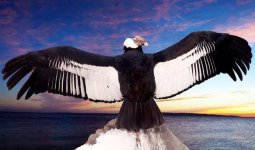 [테크칼럼] 콘도르에서 영감 얻은 청색기술, 풍력 터빈 에너지 생산량 10% 향상