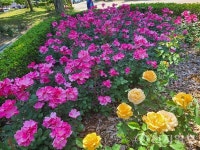 [포토] 향기 가득한 성산골 장미동산