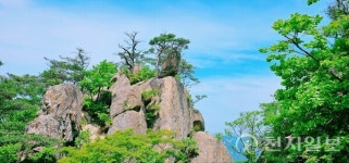 [포토] 속리산 노송