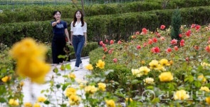 대전 동구, 대청호 가득 채운 장미 물결… 장미전시회 개최