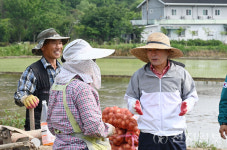 바쁜 농촌 현장, 창녕군수 직접 점검