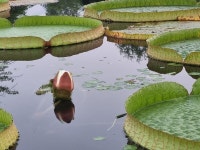 세미원, 빅토리아 수련 첫 개화