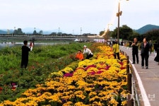 [포토에세이] 장성 황룡강 가을꽃 축제… 가을 정취 만끽