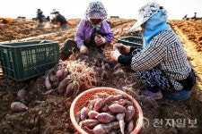 [포토] 영암 들녘 건강한 맛 황토고구마 수확 한창