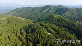 자연과 함께하는 치유 여정… 편백숲 마법에 스며들다