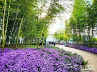 [포토] 한국대나무박물관 대나무숲 속 만개한 쑥부쟁이