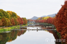 [포토] 오색 물든 담양관방제림 가을 정취