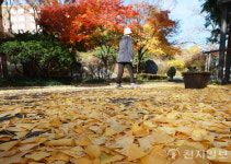 [포토] 가을의 끝자락 수북하게 쌓인 낙엽