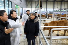 강진, 한우산업 육성… 송아지부터 차별화