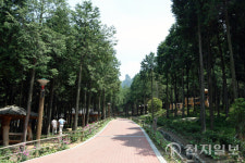 장흥 편백숲 우드랜드 한국관광 100선 선정