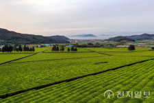 초록빛 차밭·노천탕의 여유… 보성서 만나는 힐링